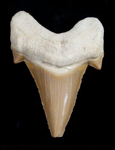 Large, Inch Otodus Fossil Shark Tooth #1738